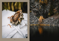 Laudeen | Cozy Publishing | Nordic Magic